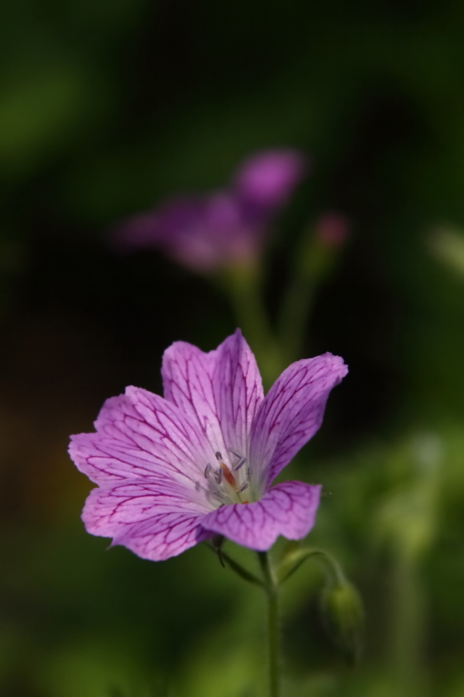 2011 05 27 IMG 32573